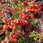 Okrasná jabloň (Malus) ´RED SENTINEL´ - výška 125-150 cm, kont. C15L - VIACKMENNÁ